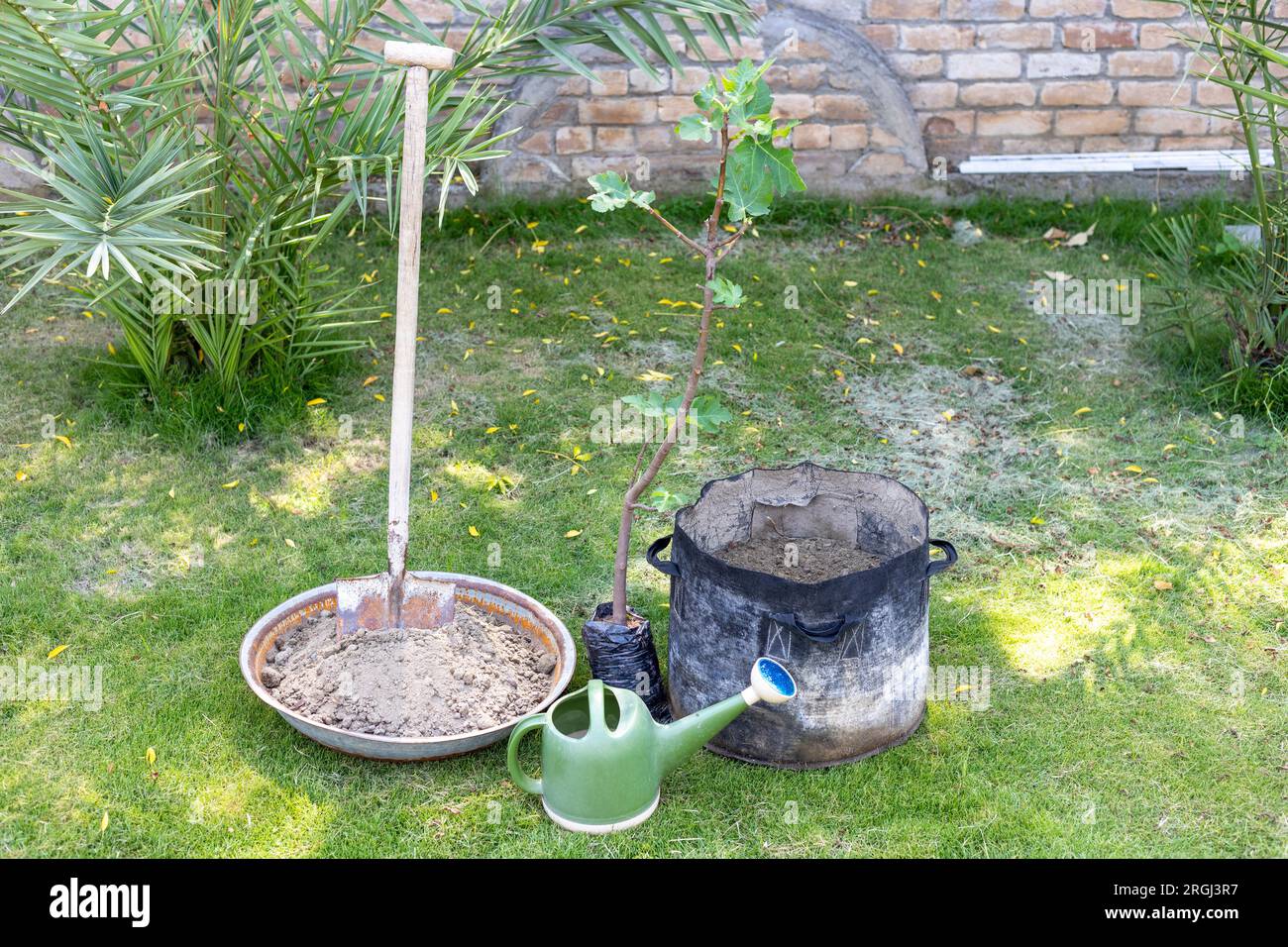 Planting a fig fruit tree in a growbag in the garden Stock Photo