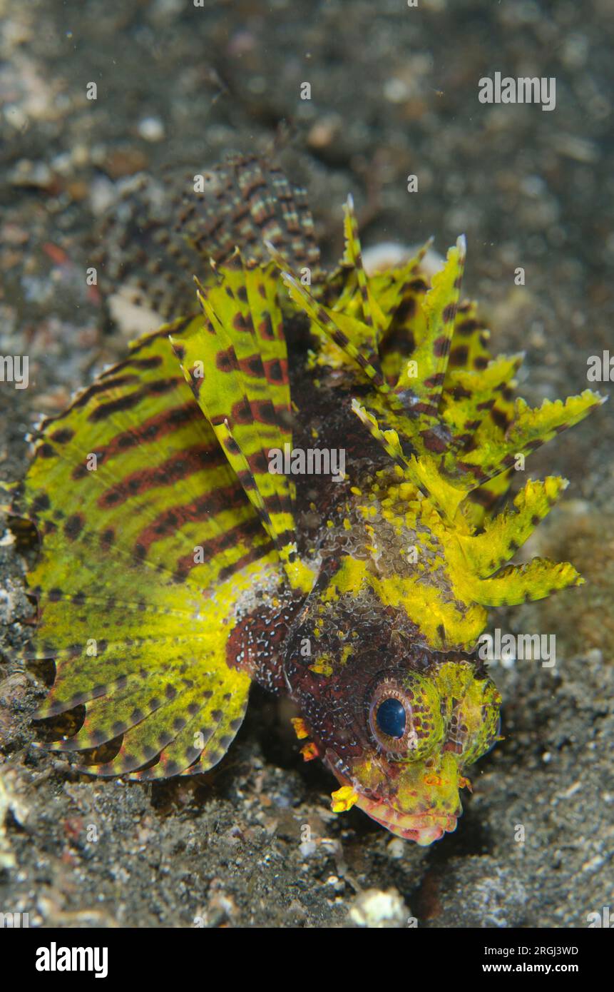 Shortfin Lionfish, Dendrochirus brachypterus, displaying spines and fan ...