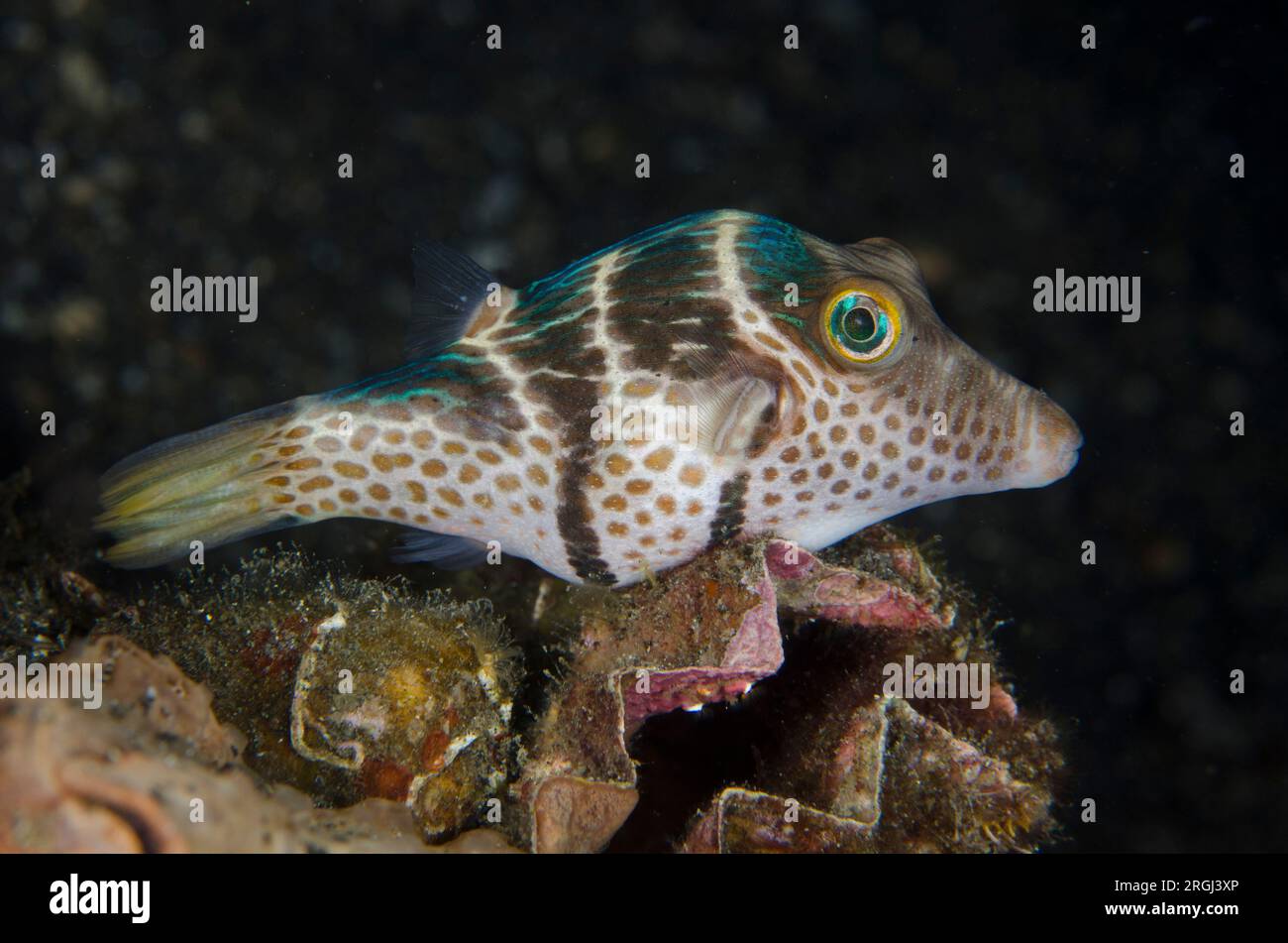 Black-saddled Toby, Canthigaster valentini, night dive, TK1 dive site, night dive, Lembeh Straits, Sulawesi, Indonesia Stock Photo