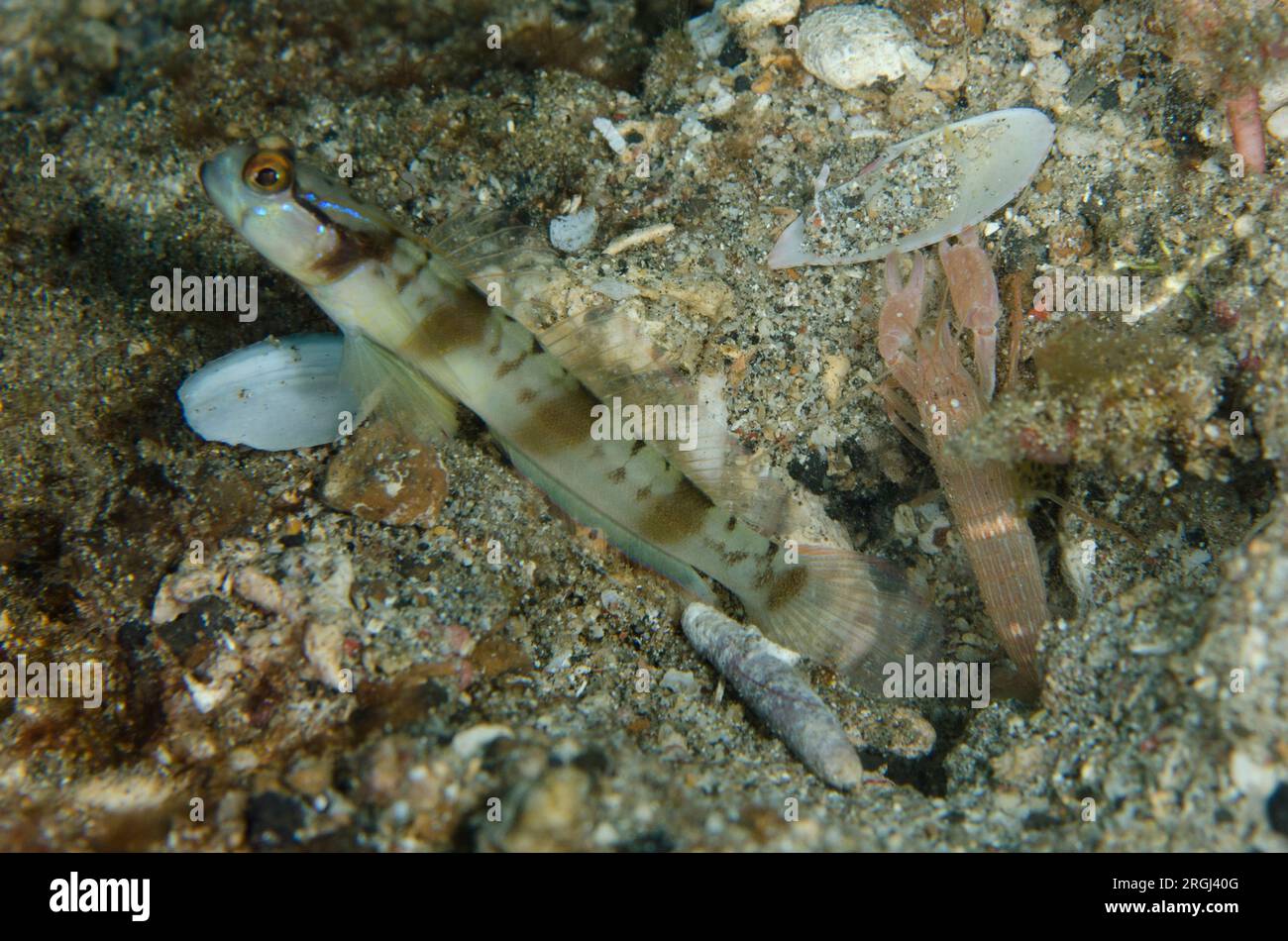 Masked Shrimpgoby, Amblyeleotris gymnocephala, with Fine-striped Snapping Shrimp, Alpheus ochrostriatus, at hole entrance  Serena Besar dive site, Le Stock Photo