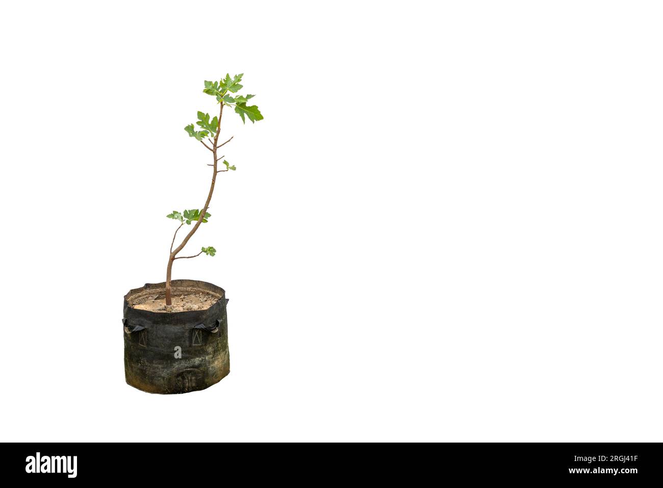 Fig fruit tree planted in a growbag isolated on white background with copy space Stock Photo