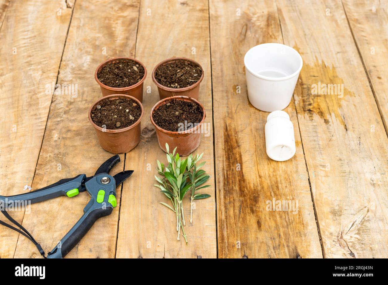 Propagating olive tree by means of branches or stem cuttings Stock