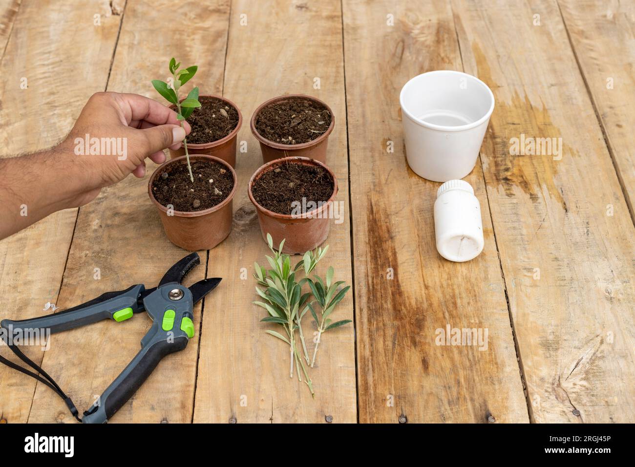 Planting olive tree cuttings in a pot Stock Photo Alamy