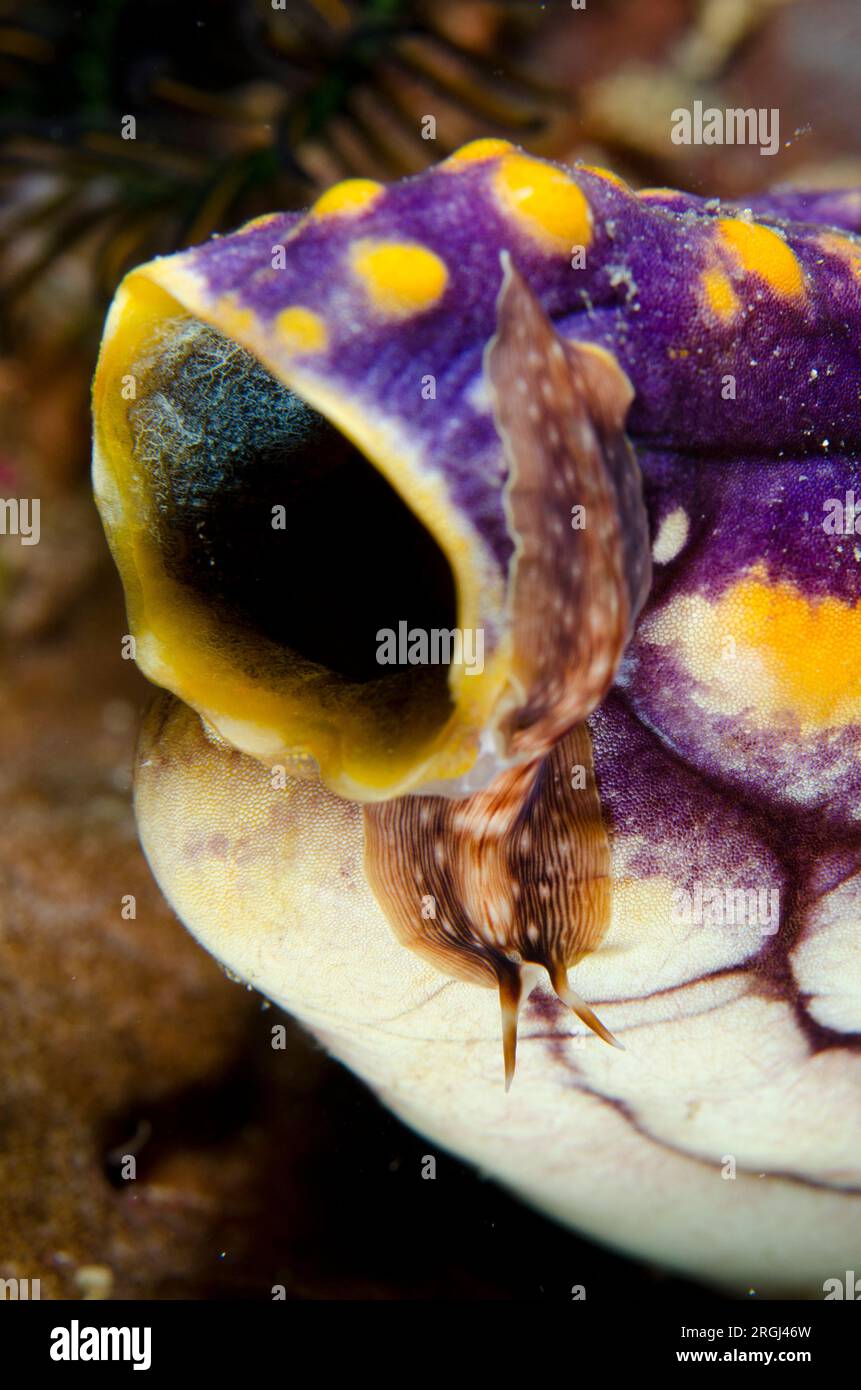 Polyclad Flatworm, Prostheceraeus sp, on siphon of Golden Sea Squirt, Polycarpa aurata, Sebayor Kecil dive site, between Komodo and Flores Islands, Ko Stock Photo