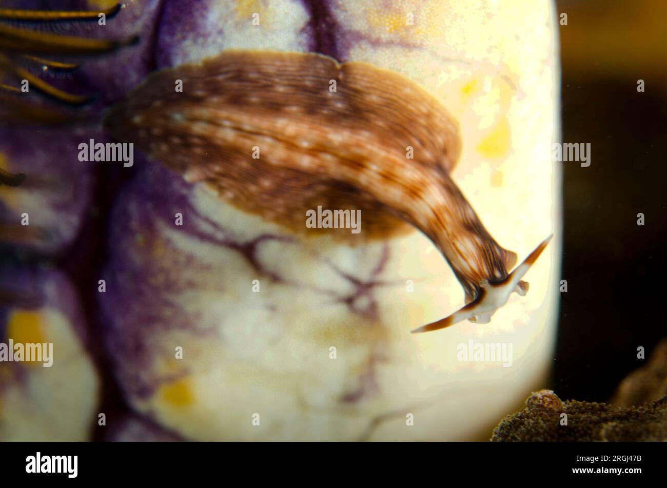 Polyclad Flatworm, Prostheceraeus sp, on Golden Sea Squirt, Polycarpa aurata, Sebayor Kecil dive site, between Komodo and Flores Islands, Komodo Natio Stock Photo