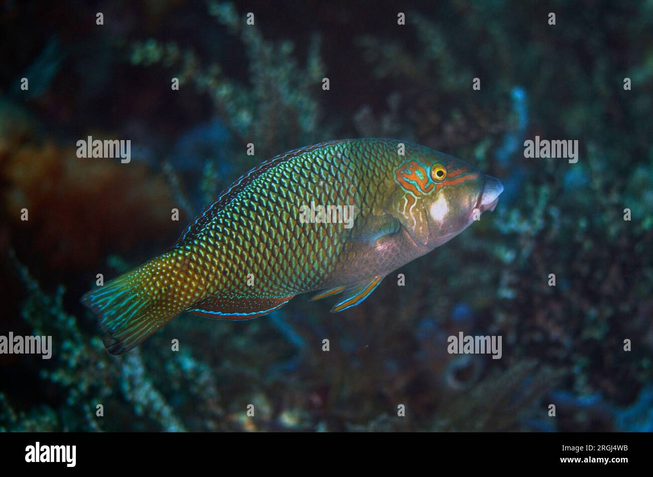 Geographic Wrasse, Anampses geographicus, Tatawa Besar dive site, between Komodo and Flores Islands, Komodo National Park,  Indonesia Stock Photo