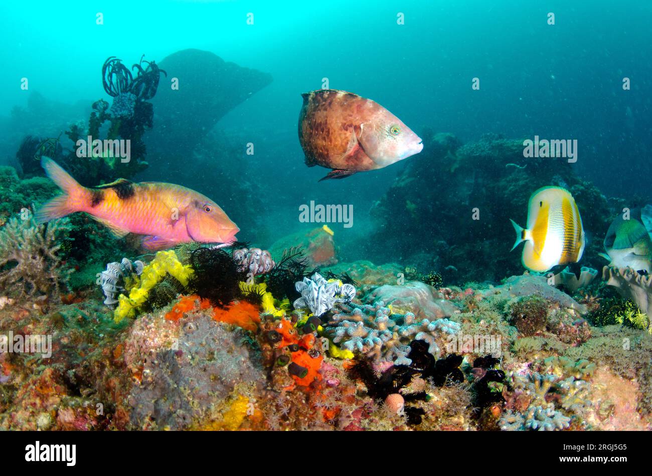 Manybar Goatfish, Parupeneus multifasciatus, Floral Wrasse, Cheilinus chlorourus, and Orange-banded Coralfish, Coradion chrysozonus, Cannibal Rock div Stock Photo