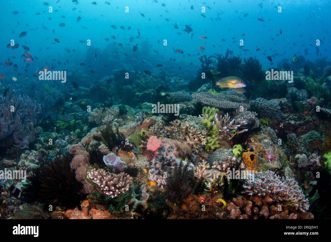 Blacktail Snapper, Lutjanus fulvus, amongst group of fish in coral garden, Cannibal Rock dive