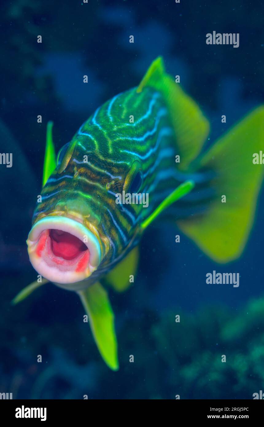 Ribbon Sweetlips, Plectorhinchus polytaenia, Crinoid Corner dive site