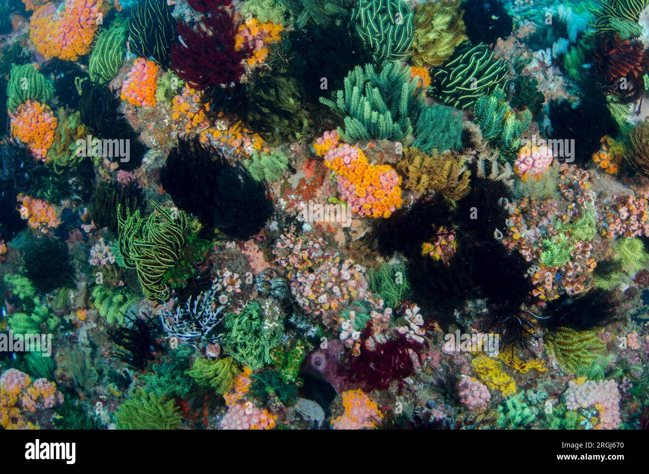 Crinoids, Comatulida Order, and Common Sun Coral, Tubastraea sp, Yellow Wall of Texas dive site, Horseshoe Bay, Nusa Kode, Rinca Island, Komodo Nation Stock Photo