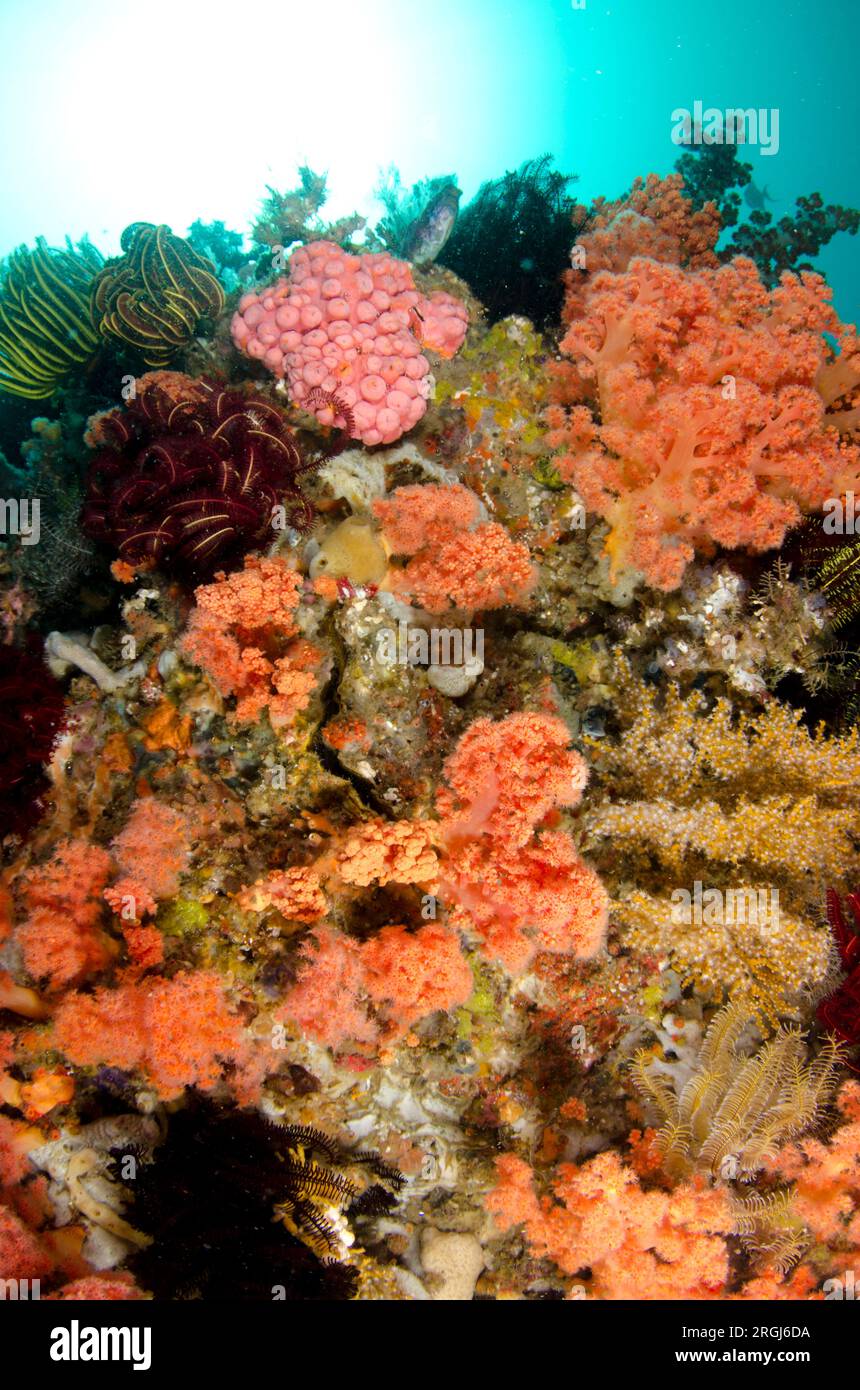 Crinoids, Comatulida Order, Common Sun Coral, Tubastraea sp, and Glomerate Tree Coral, Spongodes sp, Yellow Wall of Texas dive site, Horseshoe Bay, Nu Stock Photo