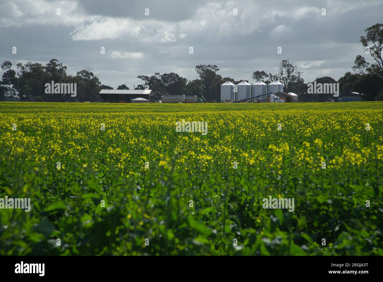 Cooma Victoria Australia, 10 April 2023, A field of Yellow Canola, A field of Canola (Rape Seed) in flower looking towards a rural farm house and silos.Credit PjHickox/ Alamy LIve News Stock Photo