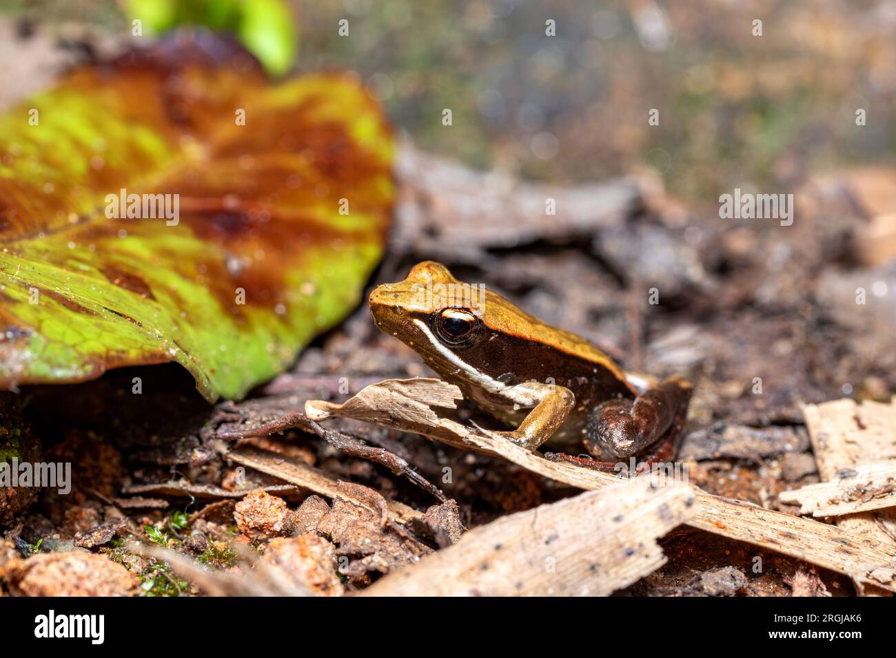 Small endemic frog Brown Mantella (Mantidactylus melanopleura), species