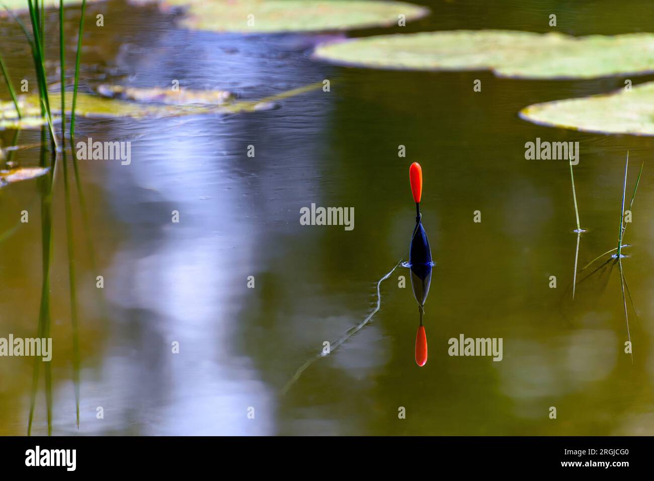Fishing Bobber Floating in the Small Pond. Fishing Float in the