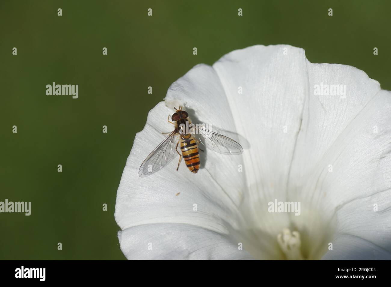 Female Marmalade hoverfly (Episyrphus balteatus), family Syrphidae on white flower of hedge bindweed (Calystegia sepium), family Convolvulaceae Summer Stock Photo