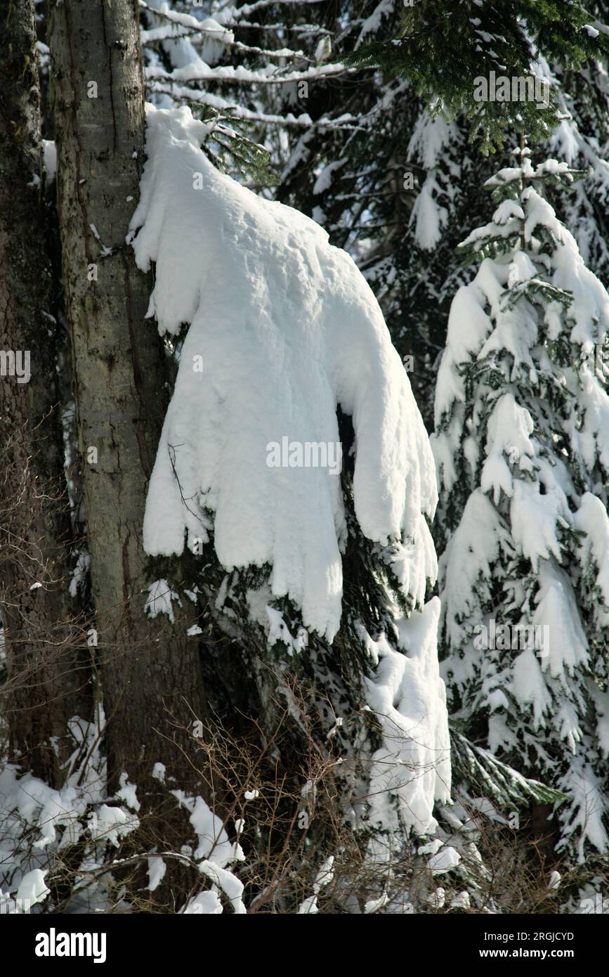 The Oriental spruce (Picea orientalis) is covered with snow - snow boss. Caucasus Mountains Stock Photo