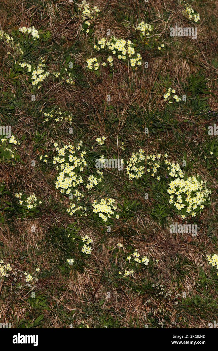 WILD PRIMROSE (Primula vulgaris) flowering plants growing on a hillside, UK. Stock Photo