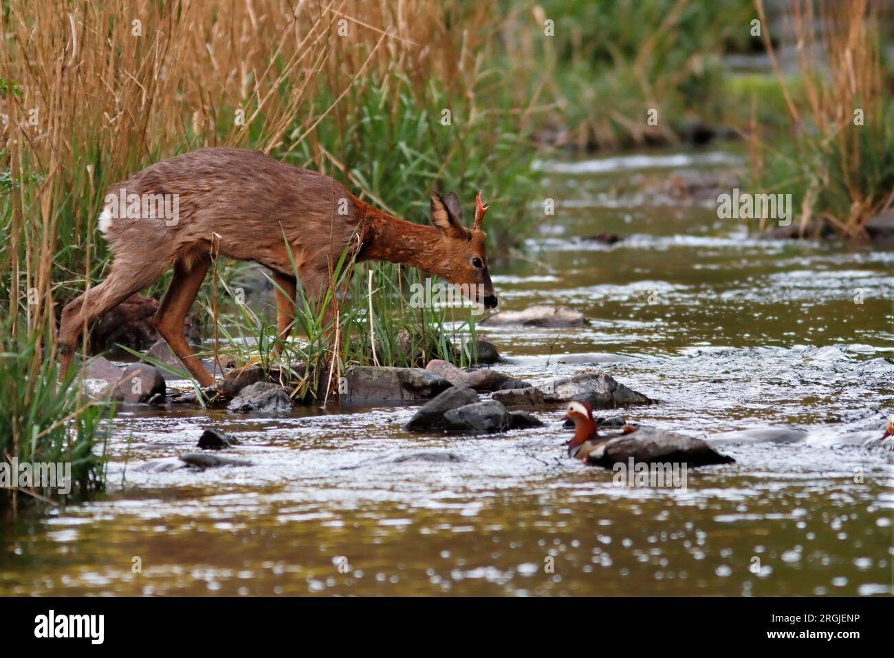 ROE DEER (Capreolus capreolus) buck crossing a river, UK. Stock Photo