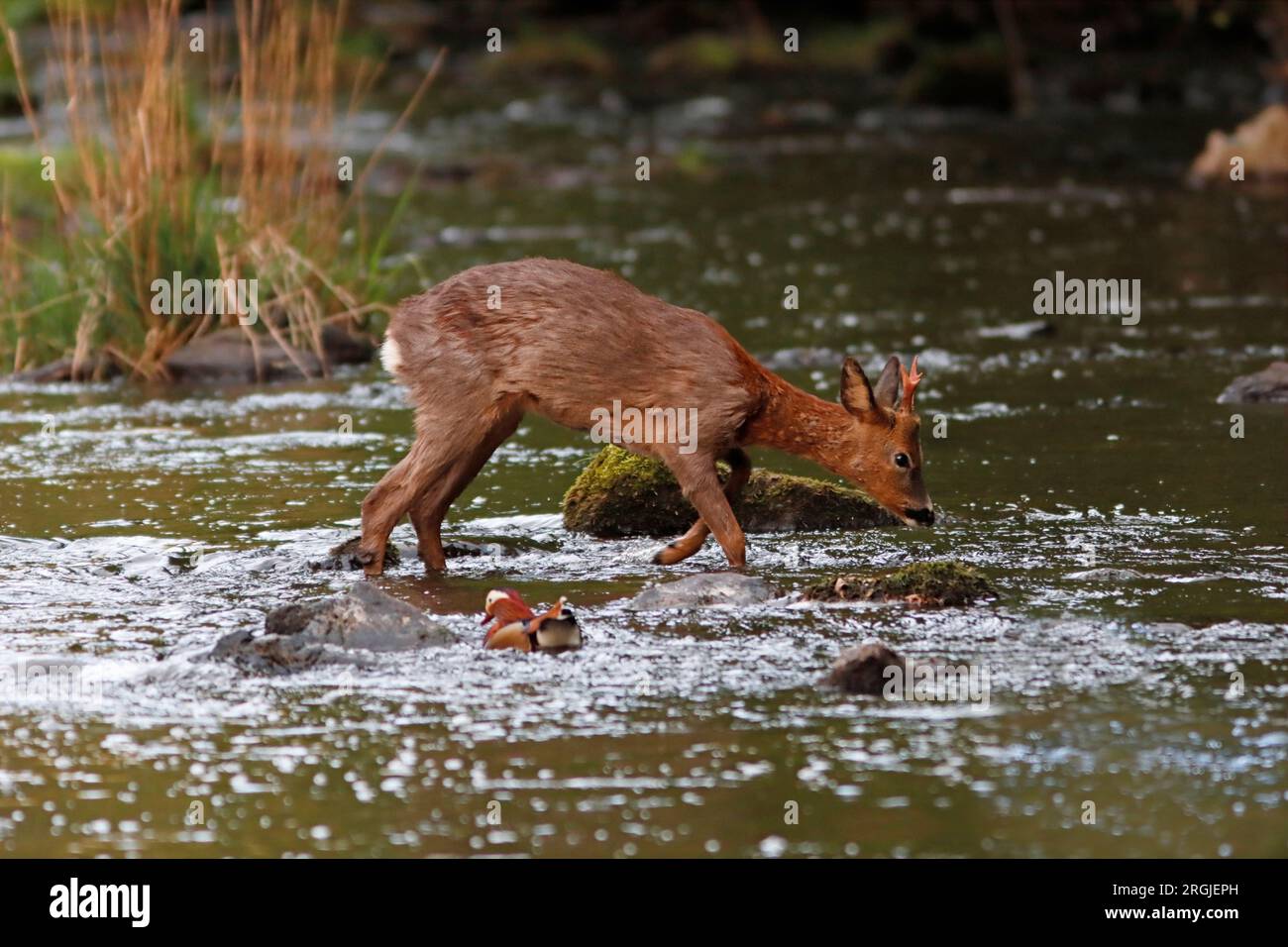 ROE DEER (Capreolus capreolus) buck crossing a river, UK. Stock Photo