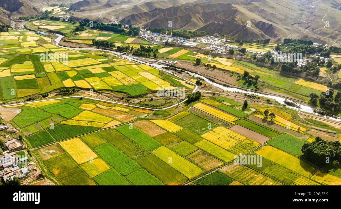 ZHANGYE, CHINA - AUGUST 8, 2023 - Aerial photo shows the harvest scenery of barley and wheat planted by farmers and herdsmen under the Qilian Mountain Stock Photo