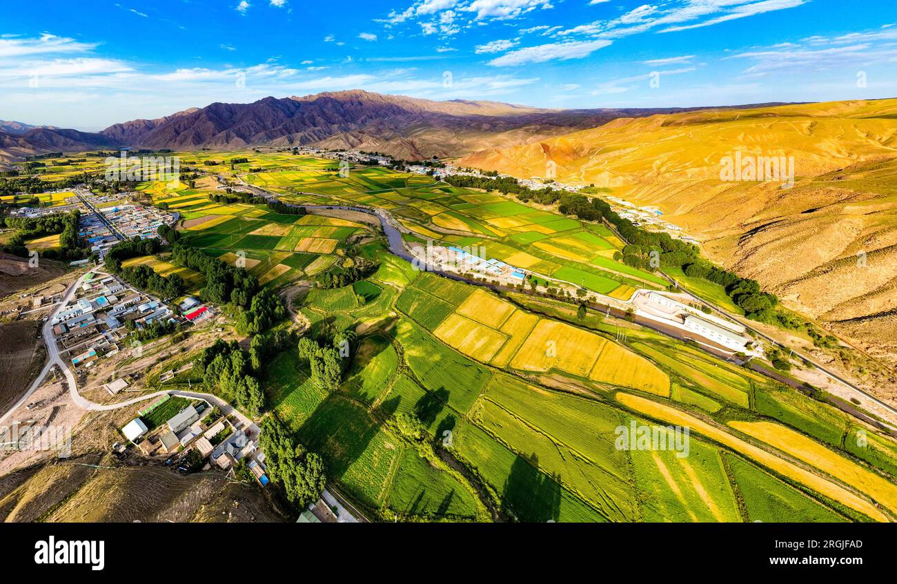 ZHANGYE, CHINA - AUGUST 8, 2023 - Aerial photo shows the harvest scenery of barley and wheat planted by farmers and herdsmen under the Qilian Mountain Stock Photo