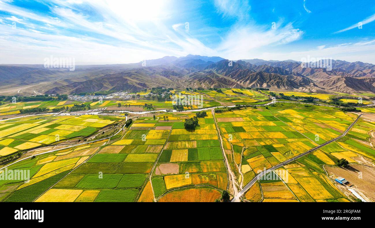ZHANGYE, CHINA - AUGUST 8, 2023 - Aerial photo shows the harvest scenery of barley and wheat planted by farmers and herdsmen under the Qilian Mountain Stock Photo