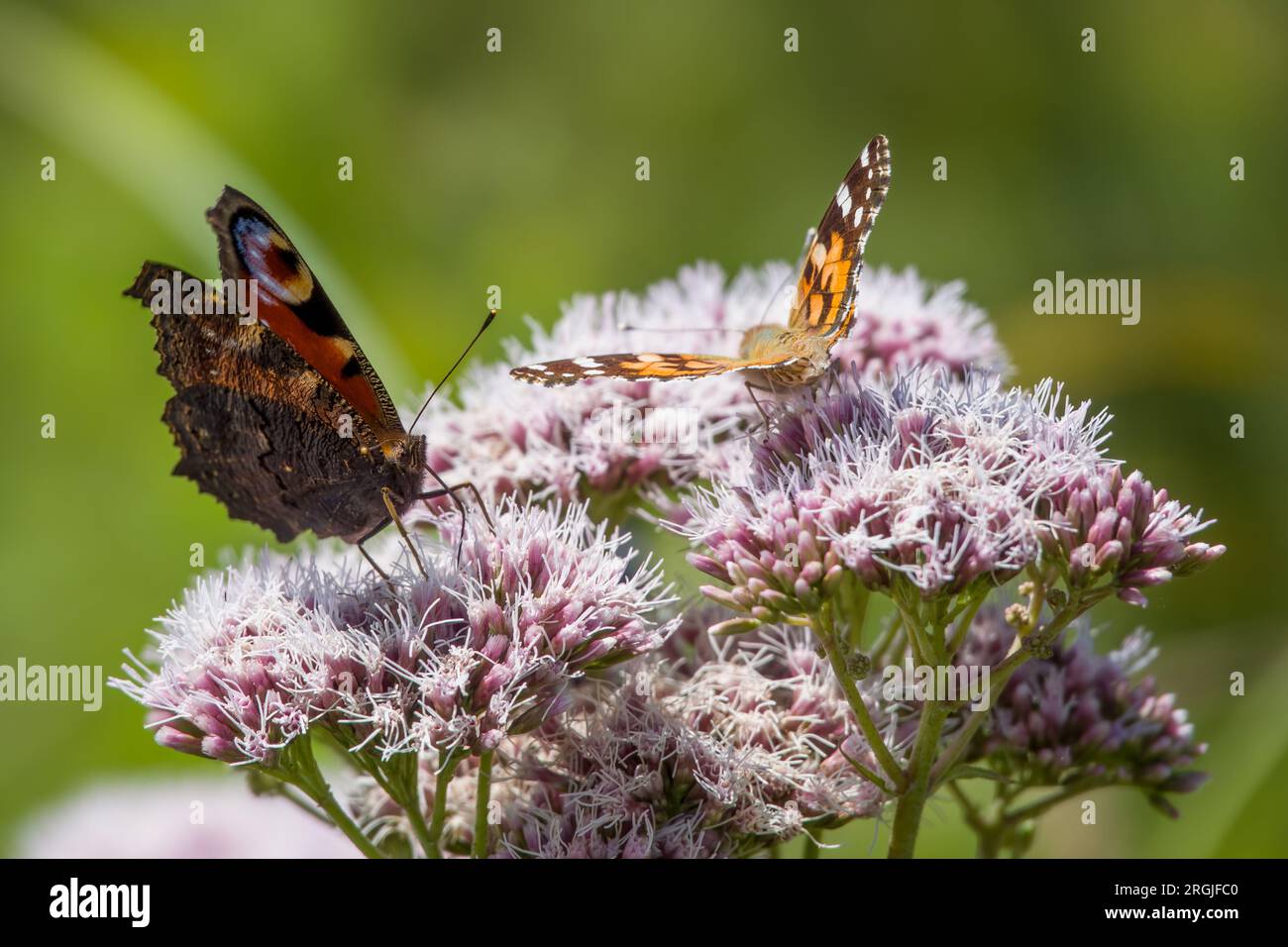 peacock and painted lady butterflies on frothy pink flowers of hemp agrimony Stock Photo