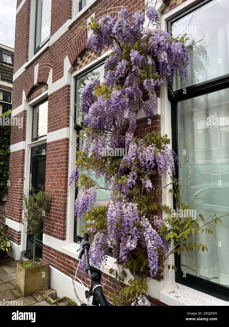 Beautiful aromatic wisteria vine growing on building outdoors Stock Photo