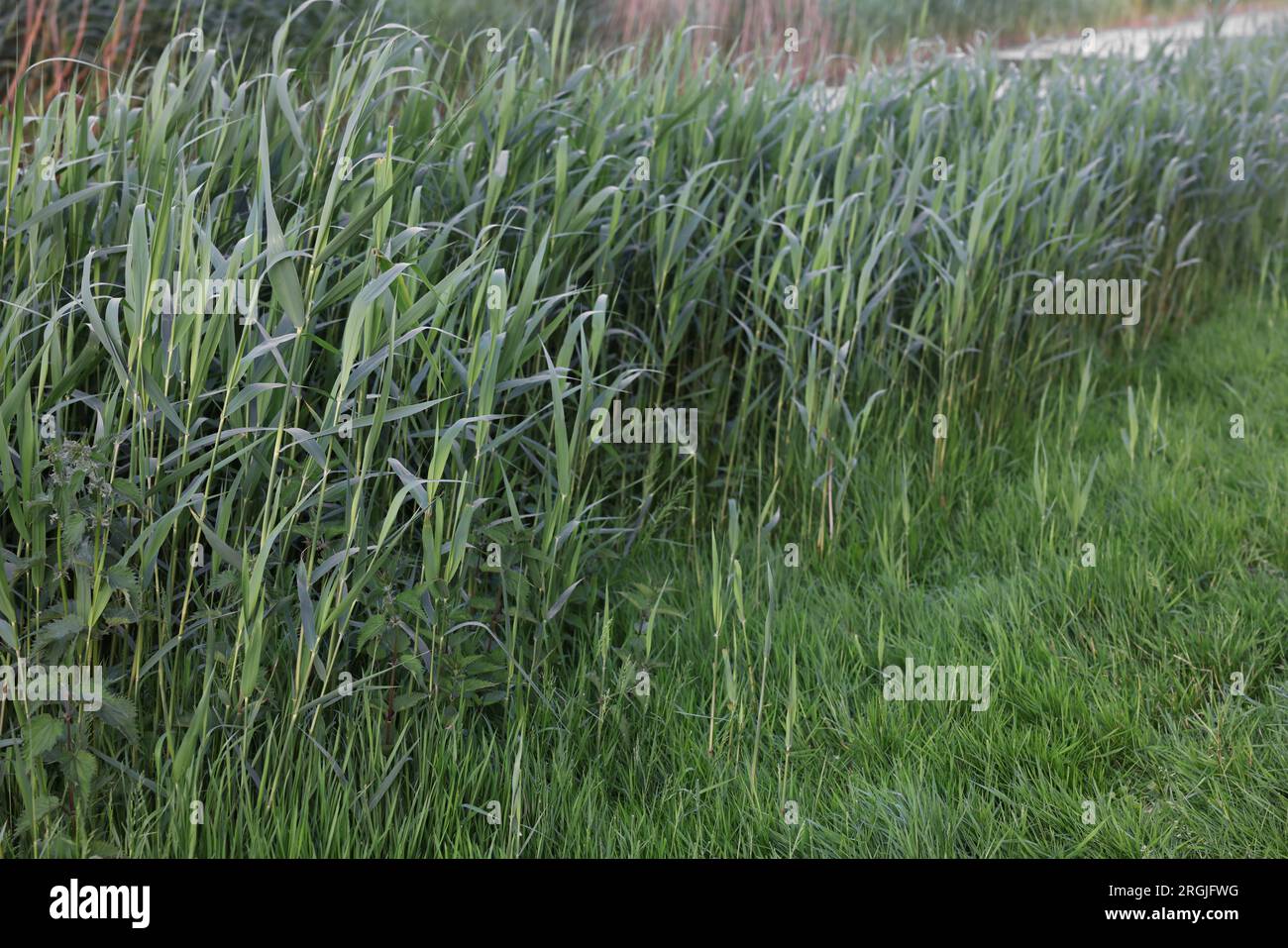 Grass growing riverside outdoors hi-res stock photography and images ...