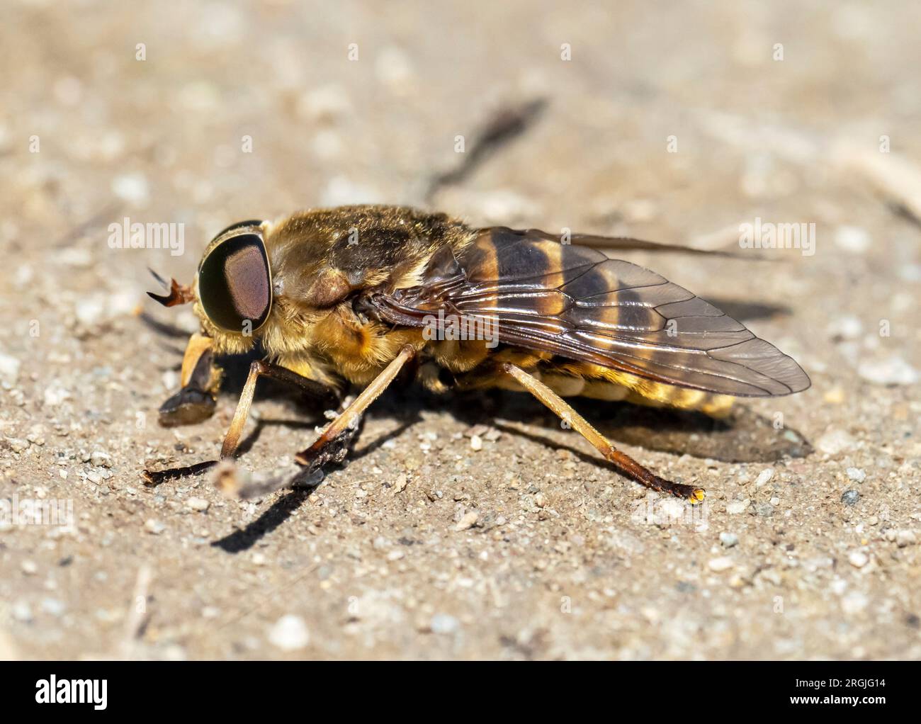 Tabanus sudeticus, Dark Giant Horsefly, Europes heaviest fly, in