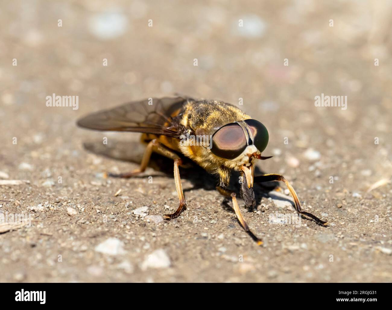 Tabanus sudeticus, Dark Giant Horsefly, Europes heaviest fly, in Ambleside, Lake District, UK. Stock Photo