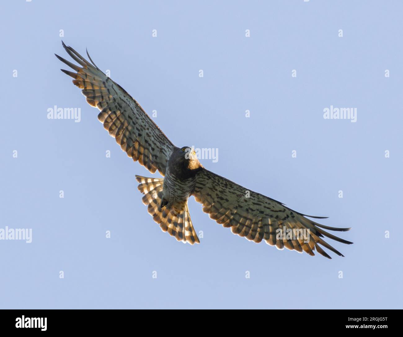 Soaring Short-Toed Snake Eagle Stock Photo