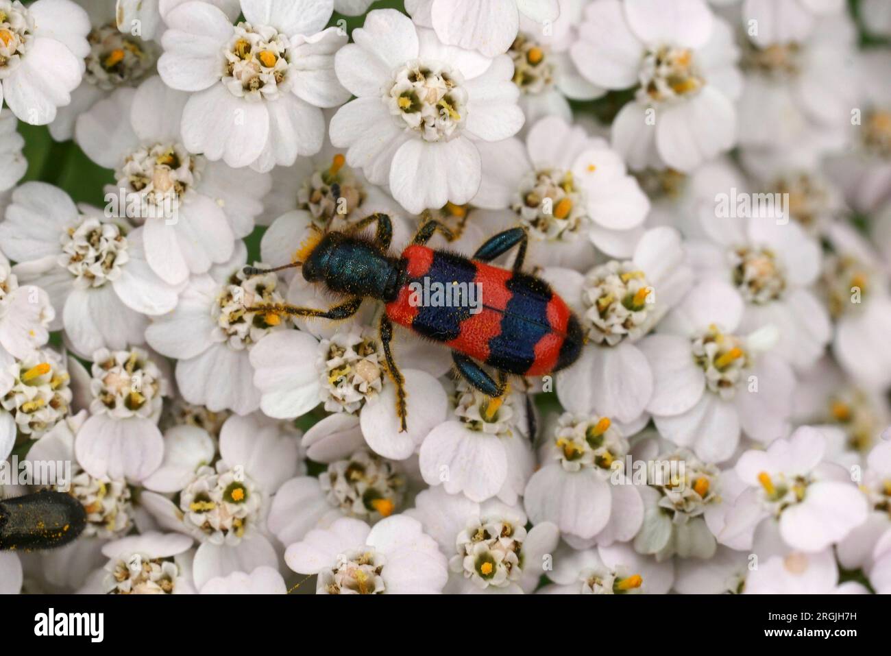 Natural closeup on a red and black striped bea-eating beetle, Trichodes apiarius sitting on a white common yarrow flower , Achillea millefolium Stock Photo
