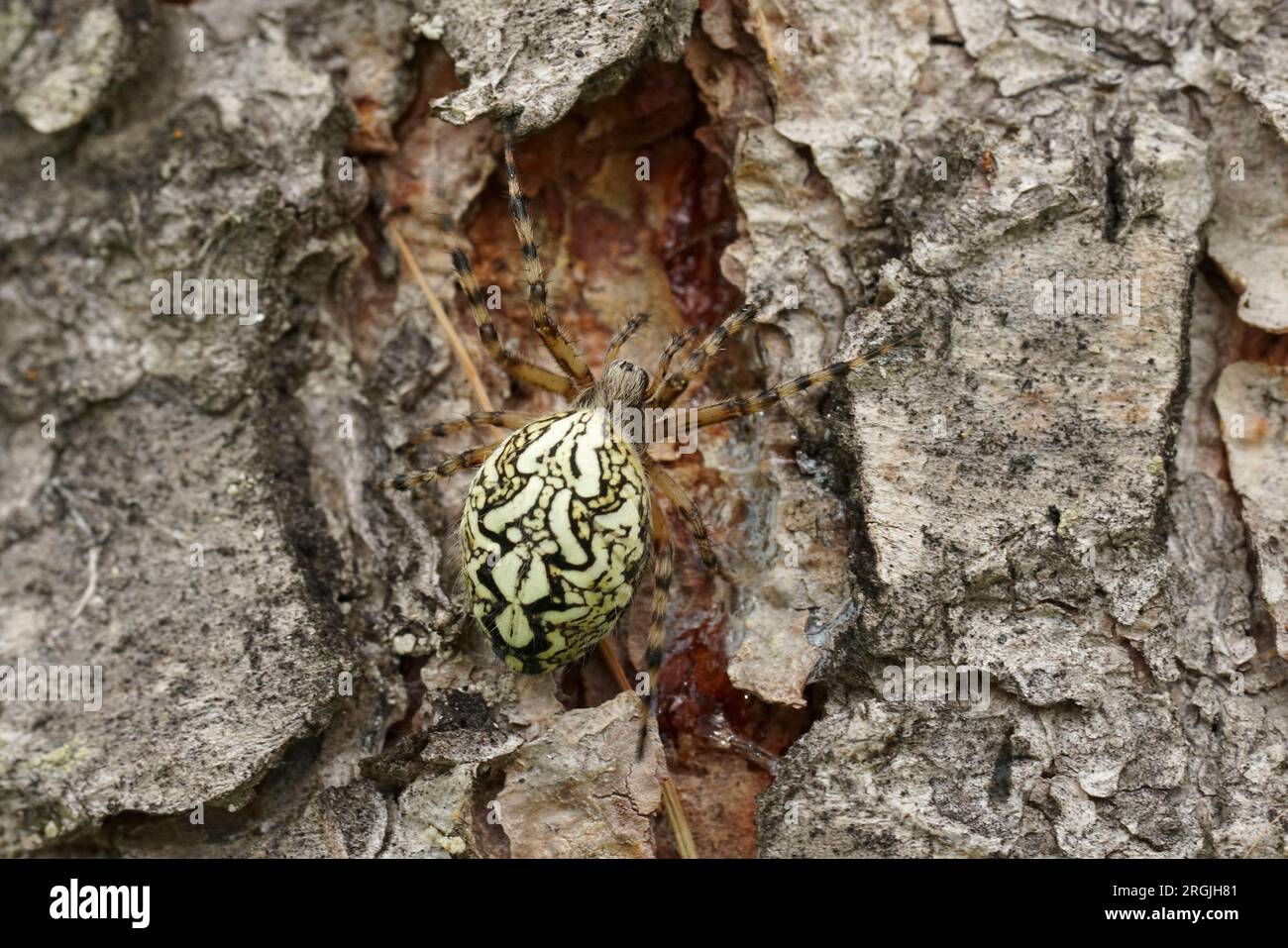 Natural closeup on a rare adult Oak spider, Aculepeira ceropegia,sitting on the bark of a pinetree Stock Photo