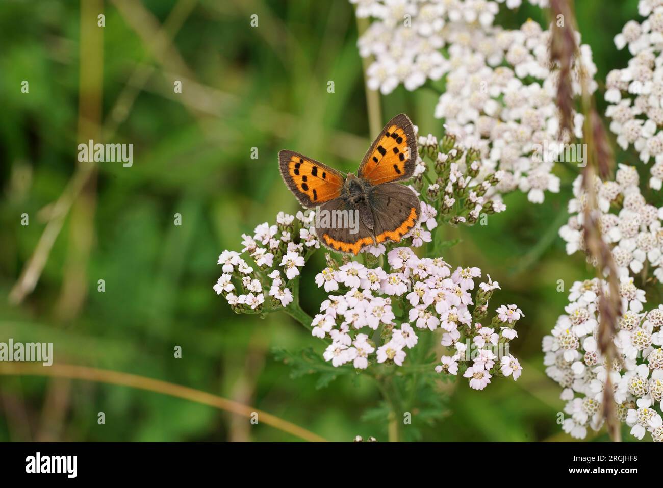 Natural closeup on the small orange Common copper butterfly, Lycaena phlaeas, sitting on a white Achillea millefolium flower with spread wings Stock Photo