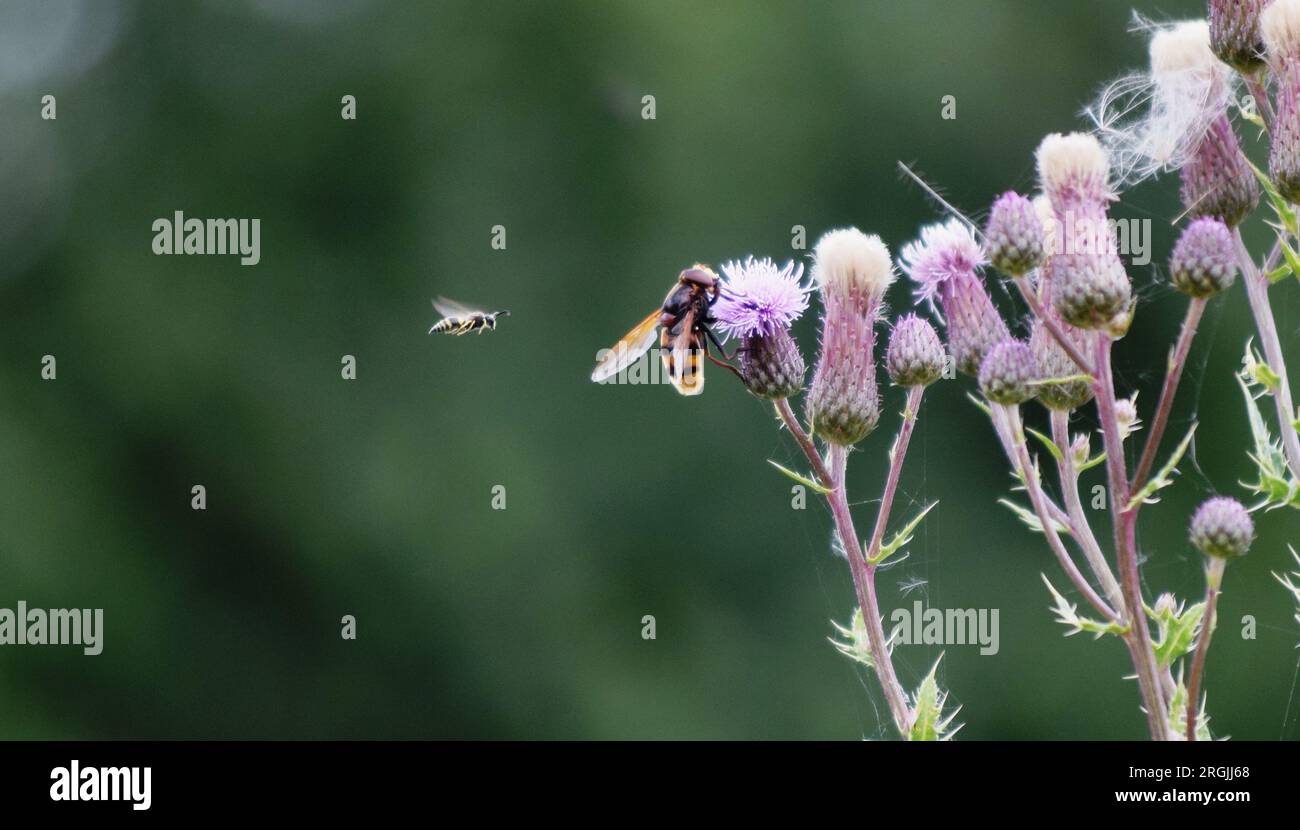 Insects approaching and sitting on blooming Creeping Thistle Stock Photo