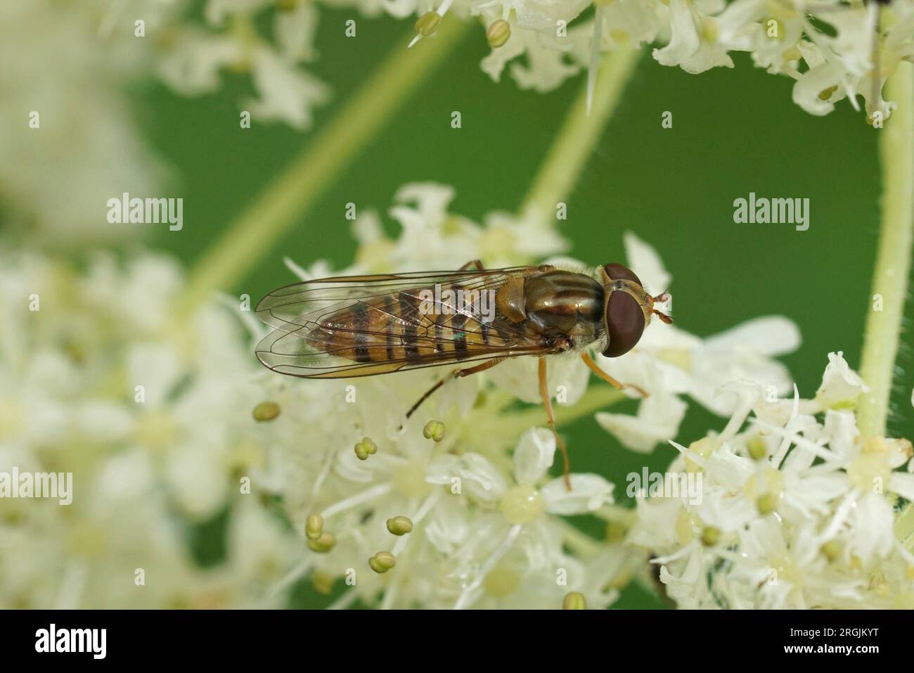 Natural closeup on a small marmalade hoverfly, Episyrphus balteatus sitting on a white flower Stock Photo