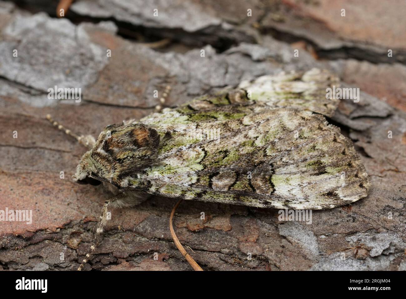 Natural closeup on a Green Arches owlet moth, Anaplectoides prasina, sitting on wood Stock Photo
