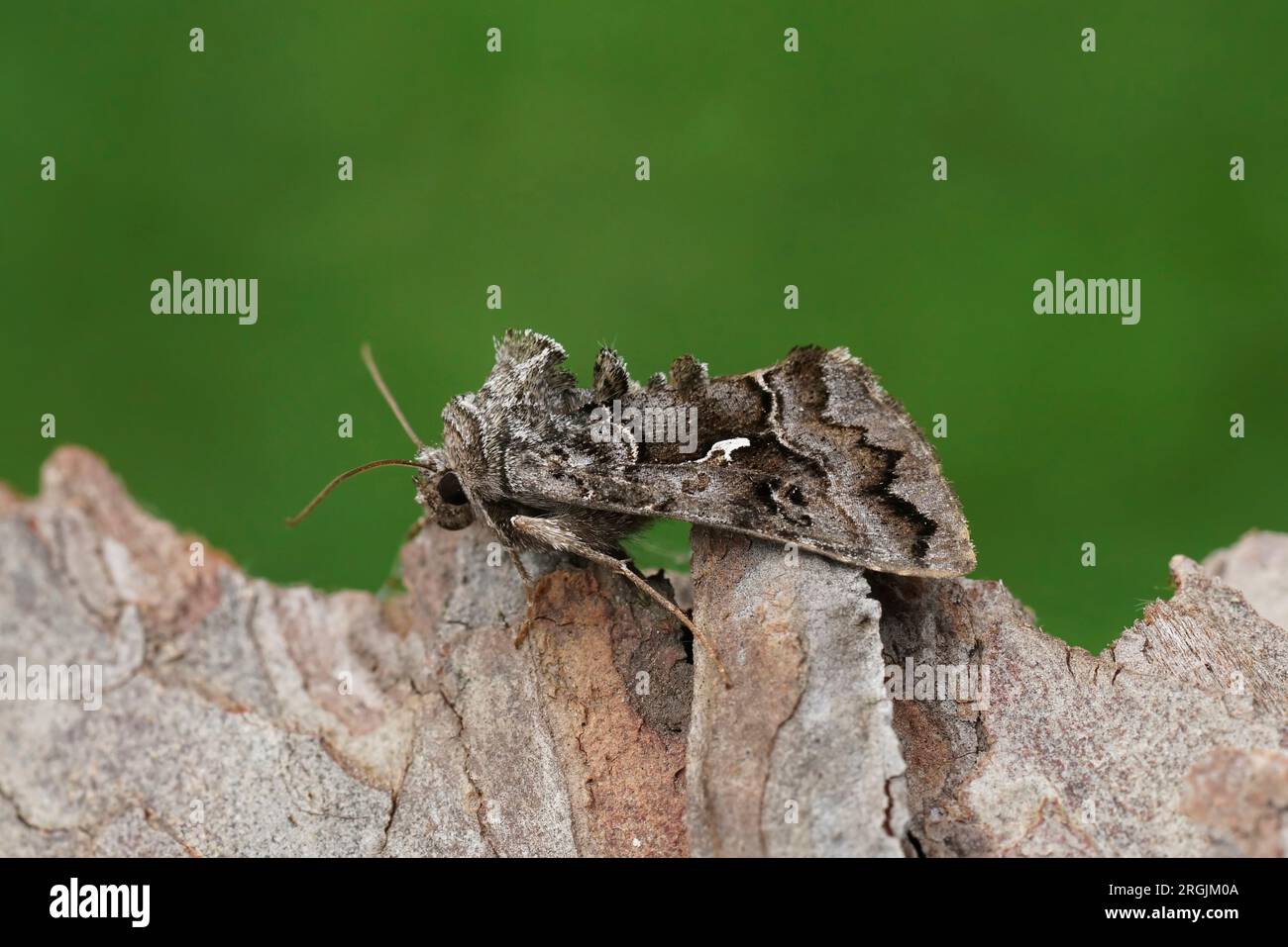 Natural closeup on a dark Syngrapha ain owlet moth, sitting on wood Stock Photo
