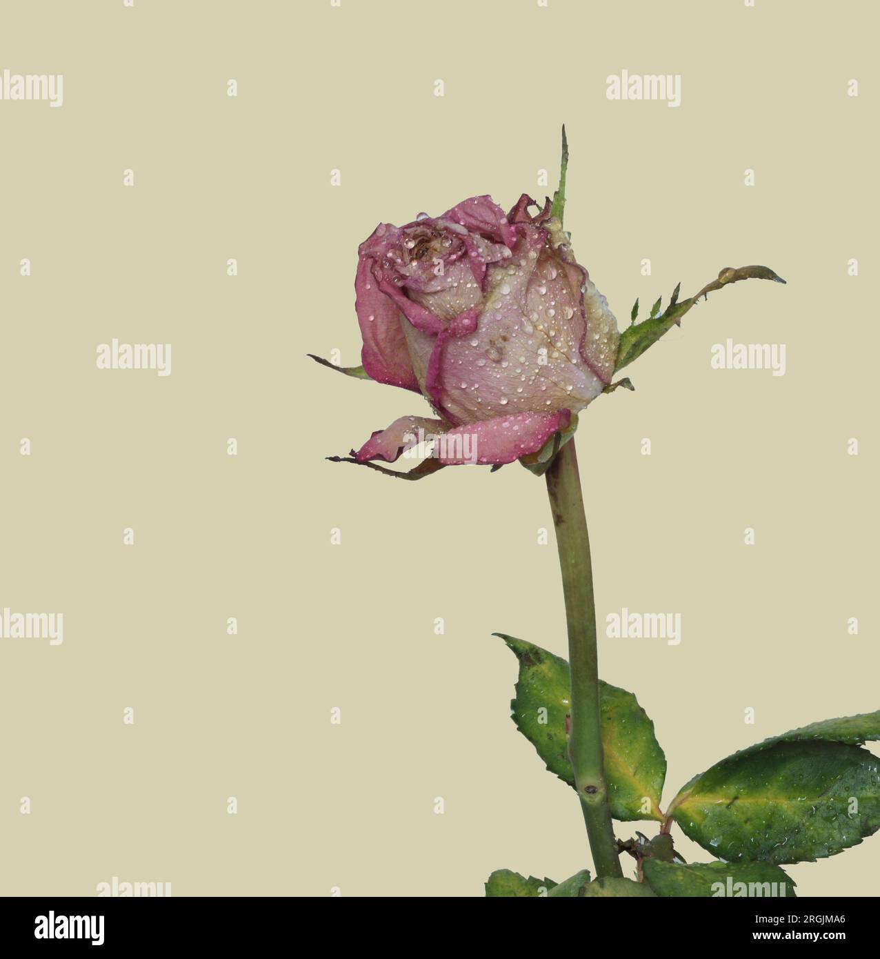 Einzelne Rosa in Altrosa, vertrocknet mit Regentropfen Stock Photo