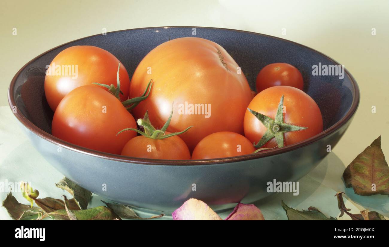 Reife Tomaten in einer Schale präsentiert Stock Photo