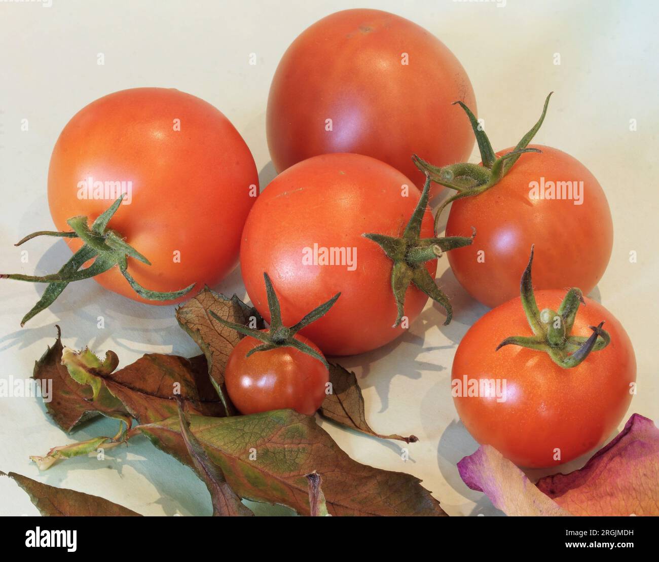 Reife Tomaten präsentiert Stock Photo