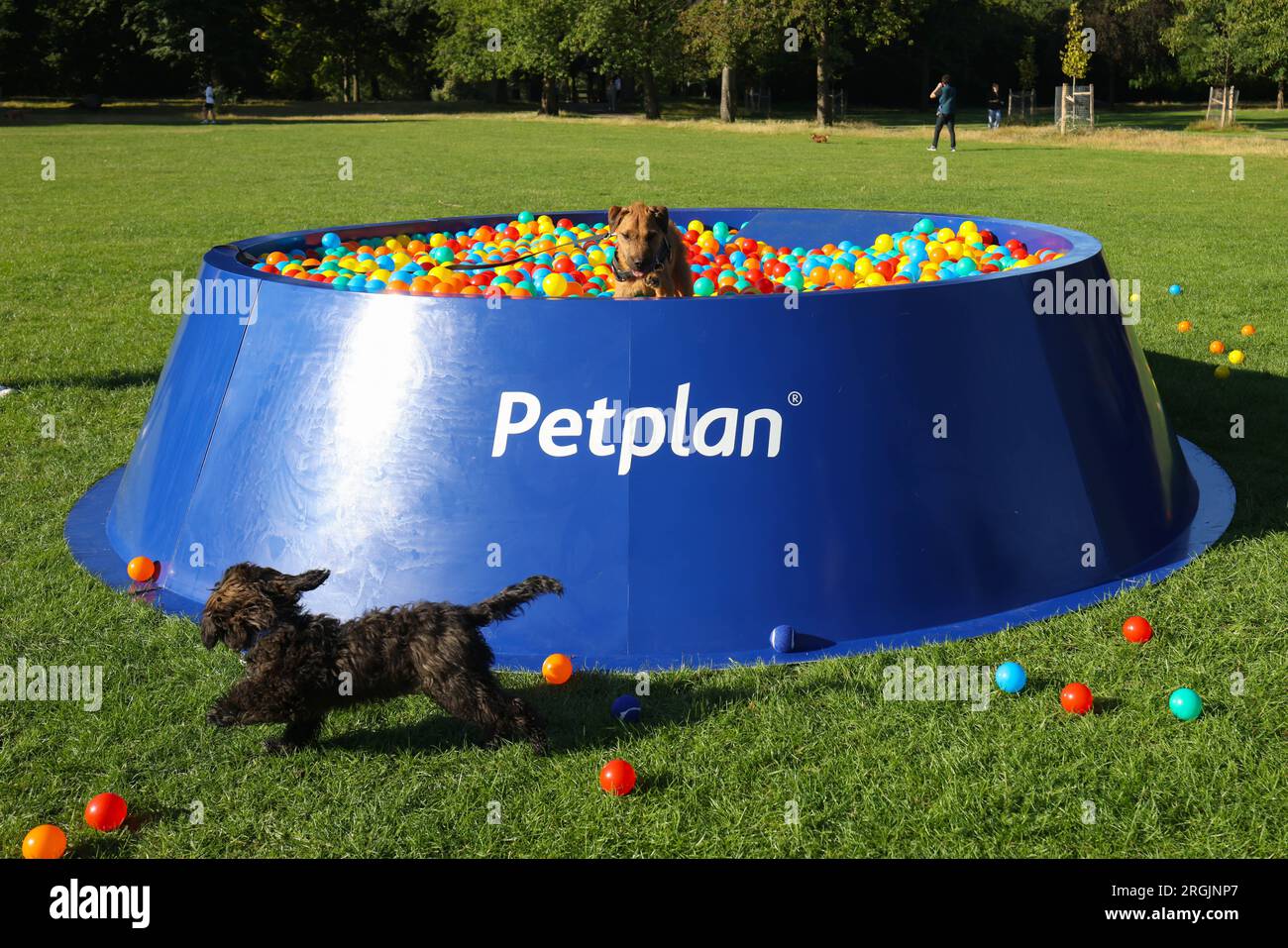 EDITORIAL USE ONLY Play in Petplan's 'Bowl Pit', an interactive ball
