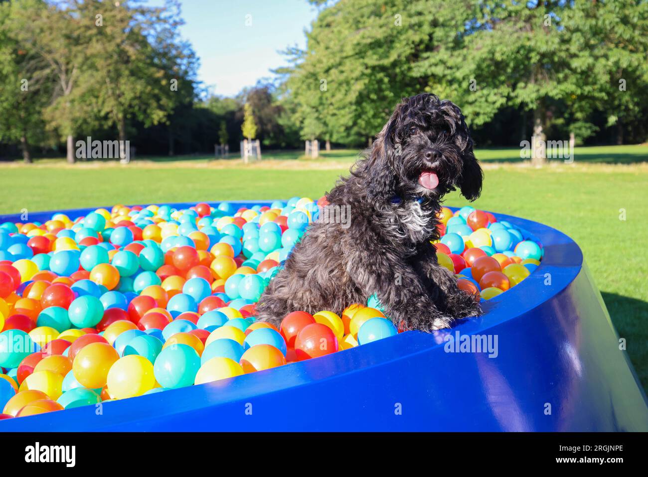 EDITORIAL USE ONLY Rio, a cavapoo plays in Petplan's 'Bowl Pit', an