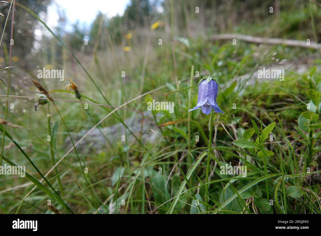 Natural wide-angle closeup on a Bearded bellflower, Campanula barbata in the Austrian alps Stock Photo