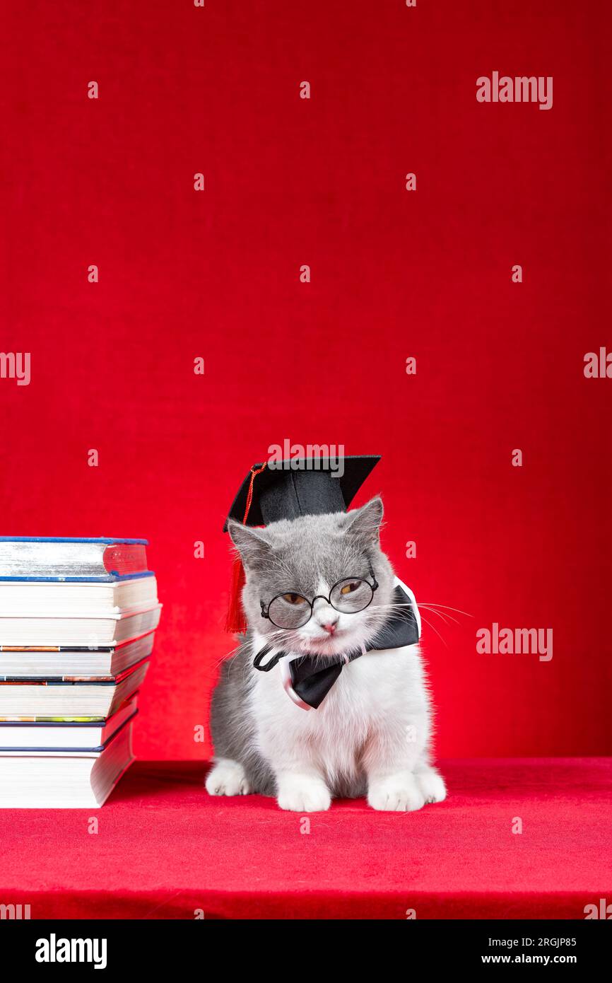 a cute british shorthair cat dressed as a doctor on red at vertical composition Stock Photo Alamy