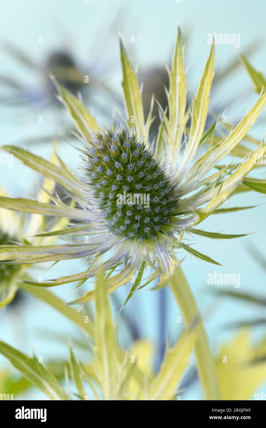 Eryngium × zabelii 'Neptune's Gold' Sea holly July Stock Photo Alamy