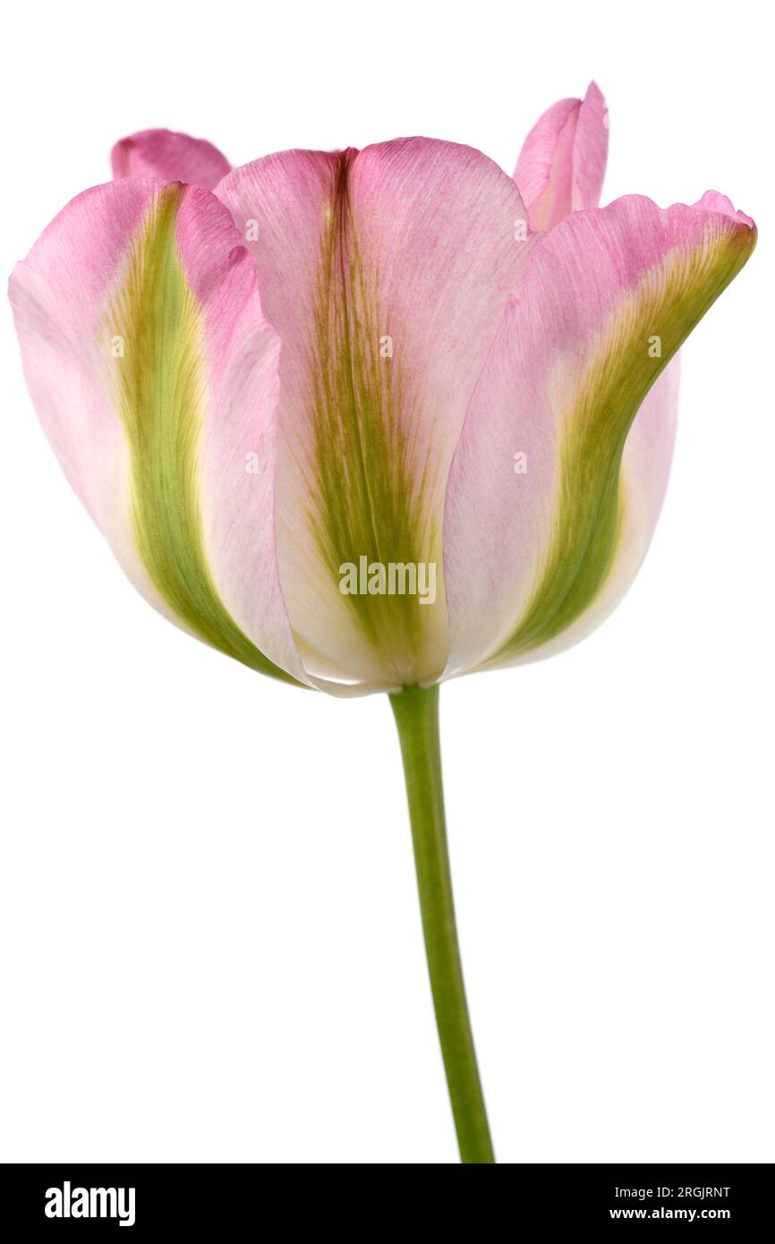 Tulipa 'Groenland' Syn. Tulip 'Greenland' Viridiflora tulip Stock Photo