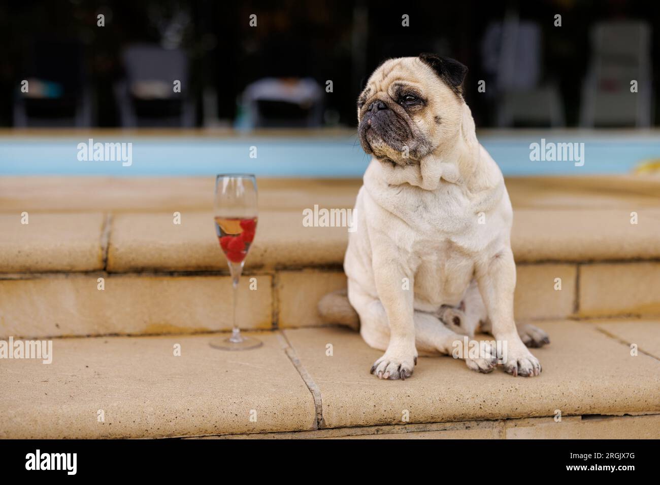 sitting pug with a glass of Champagne at a pool Stock Photo