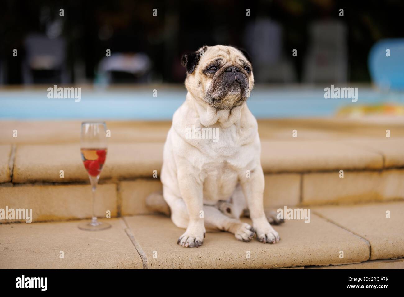 sitting pug with a glass of Champagne at a pool Stock Photo